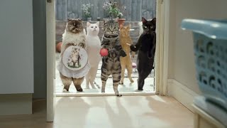 Cravendale Milk  Gangs of Cats with Opposable Thumbs TV Commercial  UK TV ADVERT 2011 [upl. by Earley]