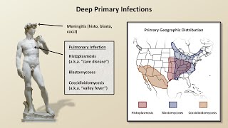 An Overview of Fungal Infections Fungal Infections  Lesson 2 [upl. by Alfred384]