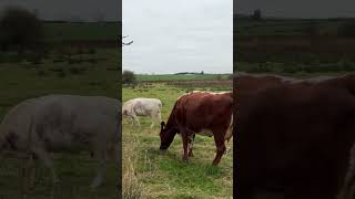 The Enchanting Beauty of Irish Cows [upl. by Kirsch]