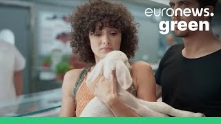 Live lamb used in provocative new vegan commercial in Israel [upl. by Alessig]