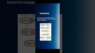 Genetic recombination Transduction transformation conjugation conceptsofbotany [upl. by Evy515]