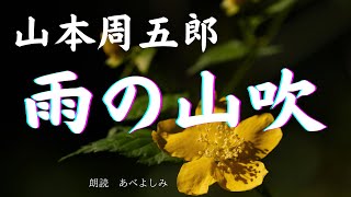 【朗読】山本周五郎「雨の山吹 」 朗読・あべよしみ [upl. by Lane169]