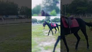 How to train horse on voice horse reels horseriding [upl. by Ahsiuqet]