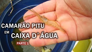 CRIAÇÃO DE CAMARÃO PITU EM CAIXA DÁGUA Canal Saalada [upl. by Bergin]