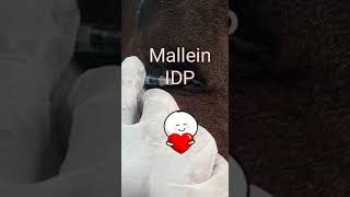 Mallein Test in horses to detect Glanders Courtesy DrSamar [upl. by Gherardi]