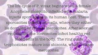 Plasmodium Vivax [upl. by Netneuq]