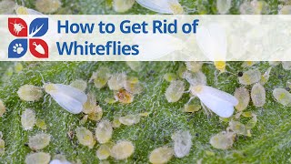 How to Get Rid of Whiteflies  DoMyOwncom [upl. by Sioux795]