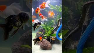 Goldfish tank setup petfish plantedtanksetup music goldfish orandafish tamil fishing [upl. by Anipsed]