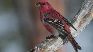 Pine Grosbeak Bird Sound Bird Song Bird Call Bird Calling Chirps Lissen Birds Vocalization Songs [upl. by Kai]