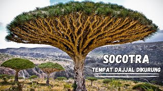 Socotra  Pulau Alien Yang Misterius [upl. by Maurilia999]