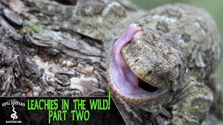 LEACHIANUS GECKOS IN THE WILD PART 2  Rhacodactylus Leachianus  New Caledonia 2018 [upl. by Odlaumor]