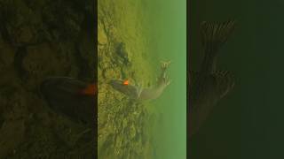 A tough choice for this pike between a goldfish and a bream  pike fishing underwaterworld [upl. by Annaiel844]