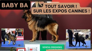 Tout Savoir sur les expositions canines de beauté – Documentaire [upl. by Atelahs947]