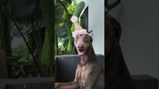 Her first Birthday doberman dogshorts dobermanlove [upl. by Donavon]