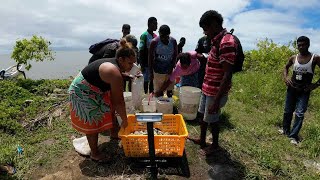 The Village Entrepreneur The Sea Cucumber Business Sandfish PAYDAY💰🇫🇯 [upl. by Lered]