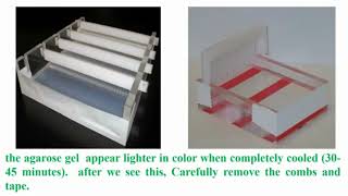 Casting Agarose Gel Electrophoresis [upl. by Jueta738]