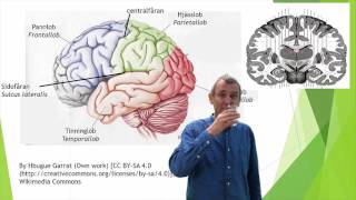 Nervsystemet del 9 hjärnbarken cortex [upl. by Blasius]