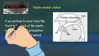 Articulatory Phonetics 3 Place of Articulation [upl. by Niveb]