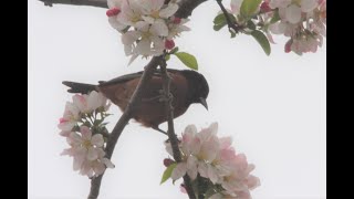 Biggest Week in American Birding  Magee Marsh 2023 [upl. by Center]