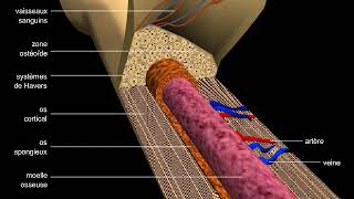 Os structure dun os long et du tissu osseux [upl. by Calendra749]