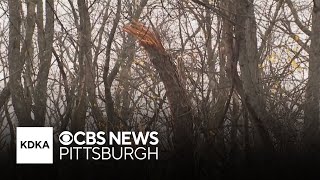 Tornado touches down in Pittsburghs eastern neighborhoods [upl. by Aneladdam]