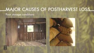 Global Postharvest Loss What is it and Why is it a Problem [upl. by Ymma]