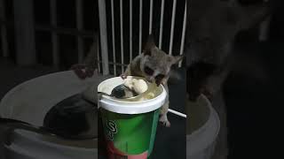 bushbaby africa southafrica thingsidoalone [upl. by Wennerholn42]