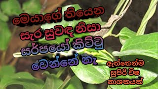 සස්සඳ ඖෂධීය ශාකය ගැන දැන ගමු  Sassada Aristolochia indica [upl. by Aicnom]