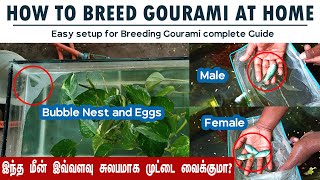 Gourami Breeding  How to breed gourami fish at Home [upl. by Rysler]