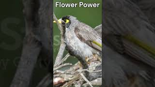 “Noisy Miner Mayhem Fun and Quirky Facts” theearthnetwork shorts [upl. by Greta392]