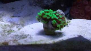 Time Lapse of Torch Coral Opening up [upl. by Devlen]