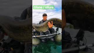 Glane  silure viens voir mes vidéos 👍👍🐟🐠 [upl. by Arimahs484]