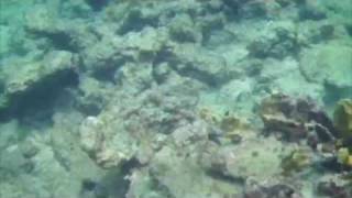 Snorkeling in Tortola [upl. by Gannes]