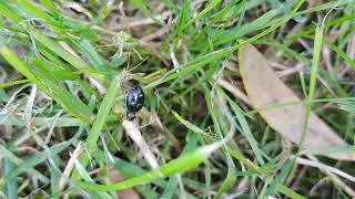 I Spotted a Jumping Spider in the Grass [upl. by Yeta376]