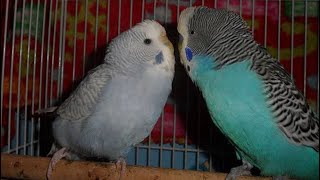 Budgies courting and mating [upl. by Htiekal]