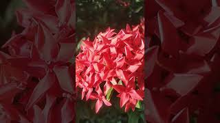 Ixora coccinea flowers nature plants velog flowers song green cinematic [upl. by Auj99]