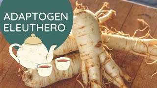 Eleuthero Root Adaptogen for Stress Fatigue Thyroid and Immunity [upl. by Aticnemrac751]