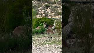 Cabras Montesas en Mequinenza [upl. by Beka]