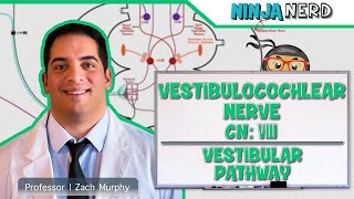 Neurology  Vestibulocochlear Nerve  Cranial Nerve VIII Vestibular Pathway [upl. by Gaelan]