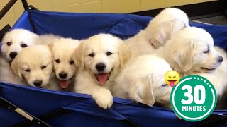 30 Minutes of the Worlds CUTEST Puppies 🐶💕 [upl. by Kcirddes]