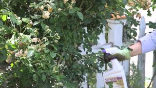 How to Get Rid of Powder Mildew on Roses  Garden Space [upl. by Nettie]