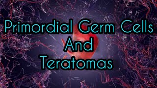 Primordial Germ Cells And Teratomas [upl. by Ackerman73]