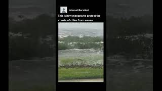 How mangroves protect the coast of cities from waves viralvideo dangershorts ocean oceanwaves [upl. by Jecoa609]