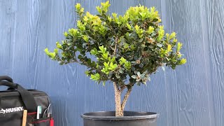 Pruning My Boxwood Into A Bonsai From Nursery Stock 040122 [upl. by Maxey358]