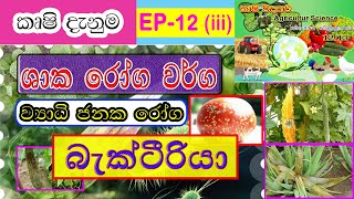 Agriculture science  ශාක රෝග වර්ග  බැක්ටීරියා  Bacteria Deseases  EP 12iii [upl. by Assile]