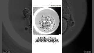 How cool is that  Watch this incredible Embryo Timelapse science ivf embryoscope [upl. by Ennahteb]