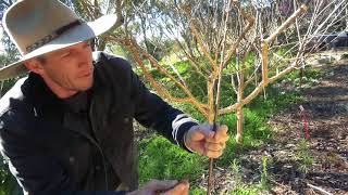 Step By Step Pruning Apricots [upl. by Gerrit]