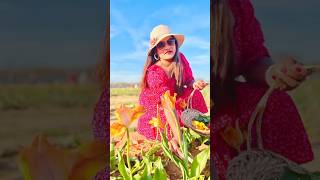 Tulips Garden Beauty in Texas  Stunning Spring Blooms shortsyoutube shorts short shortvideo [upl. by Kettie476]