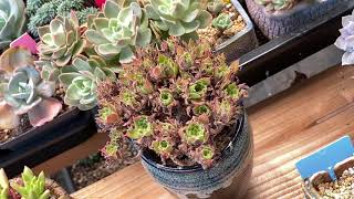 Aeonium arboreum var atropupureum f cristatum [upl. by Sass86]