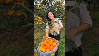 Sweet Persimmon Fruit Harvesting from Farm by Rural Farmer🍊🍑🍊🍑🍎🍅 shorts satisfying youtubeshorts [upl. by Anaidni644]